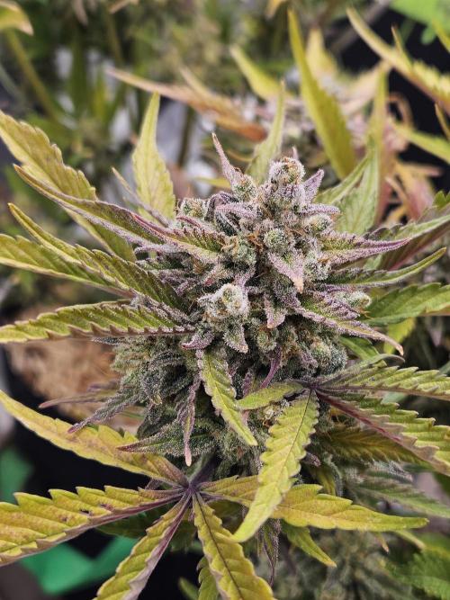 Gorilla Cookies Auto - Winter grow. Week 13
