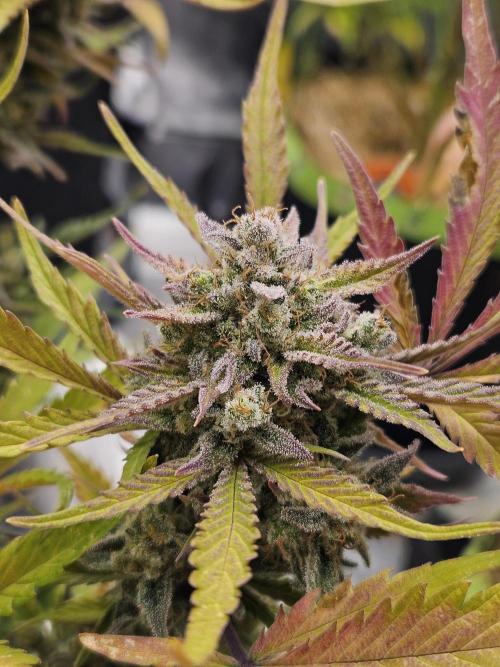 Gorilla Cookies Auto - Winter grow. Week 13
