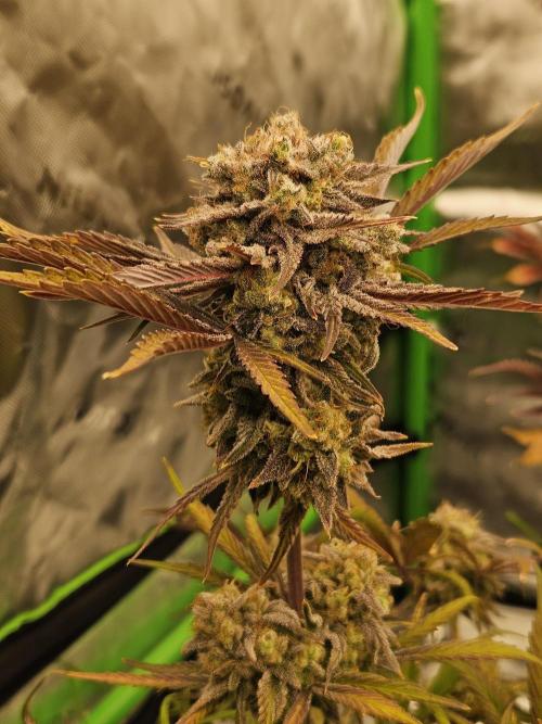 California Sour Diesel Auto Winter grow. Week 13