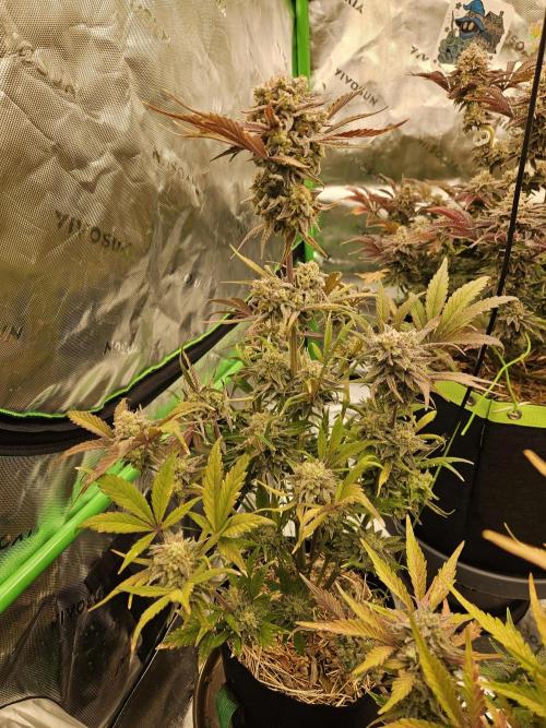 California Sour Diesel Auto Winter grow. Week 13