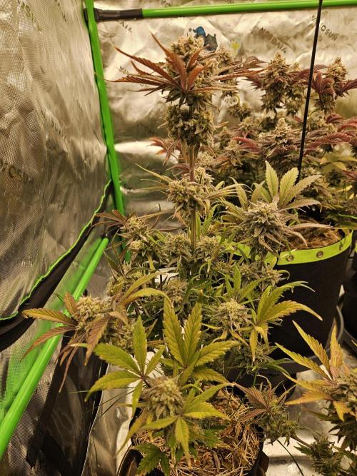 California Sour Diesel Auto Winter grow. Week 13