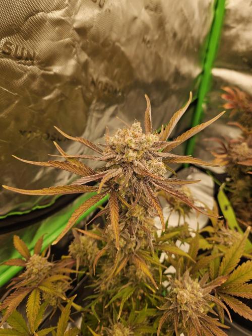 California Sour Diesel Auto Winter grow. Week 13