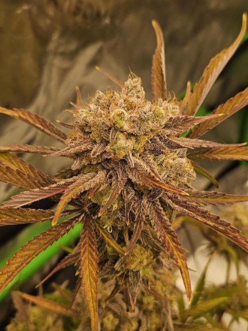 California Sour Diesel Auto Winter grow. Week 13