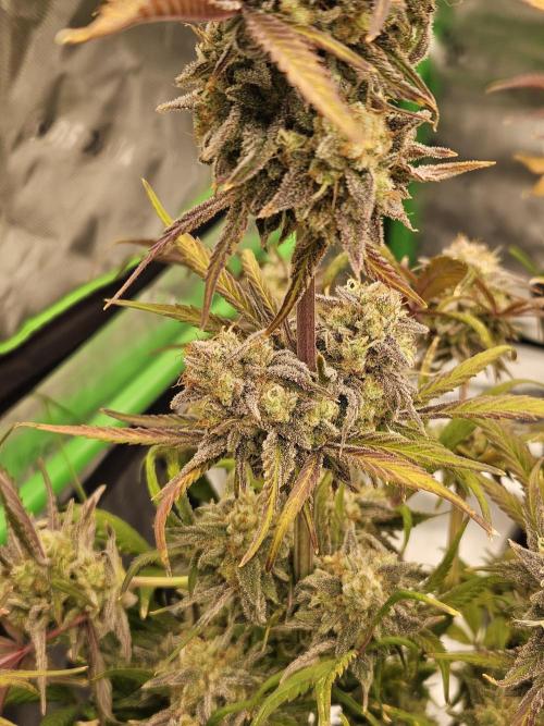 California Sour Diesel Auto Winter grow. Week 13