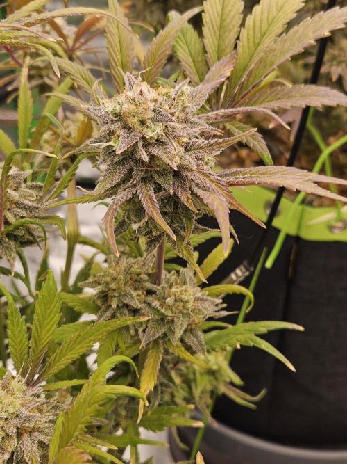 California Sour Diesel Auto. Week 13