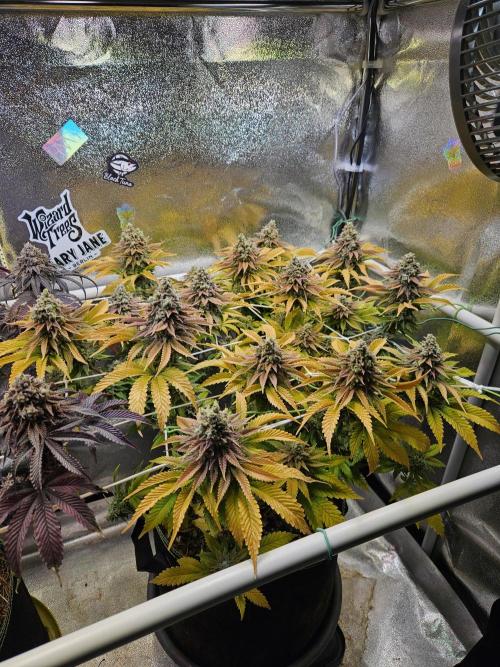 Velvet Kir Royal - HnnyHmp - Winter Grow. Week 16