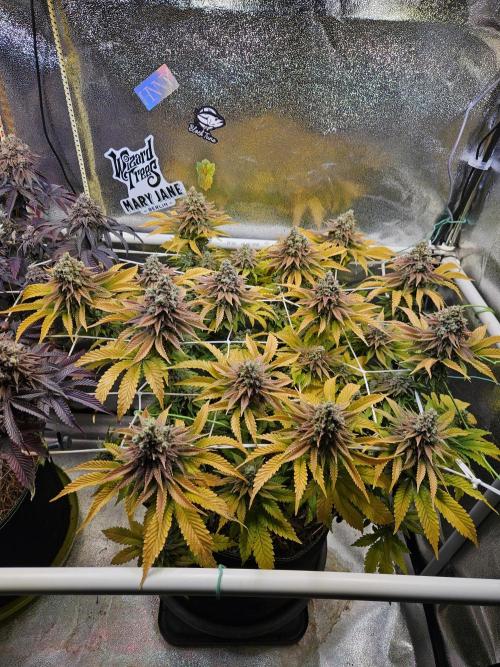 Velvet Kir Royal - HnnyHmp - Winter Grow. Week 16