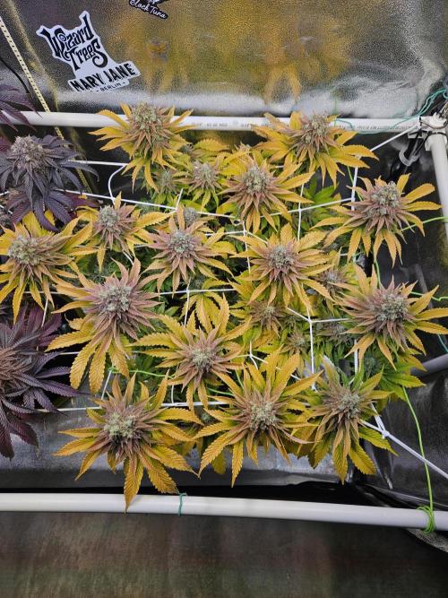 Velvet Kir Royal - HnnyHmp - Winter Grow. Week 16