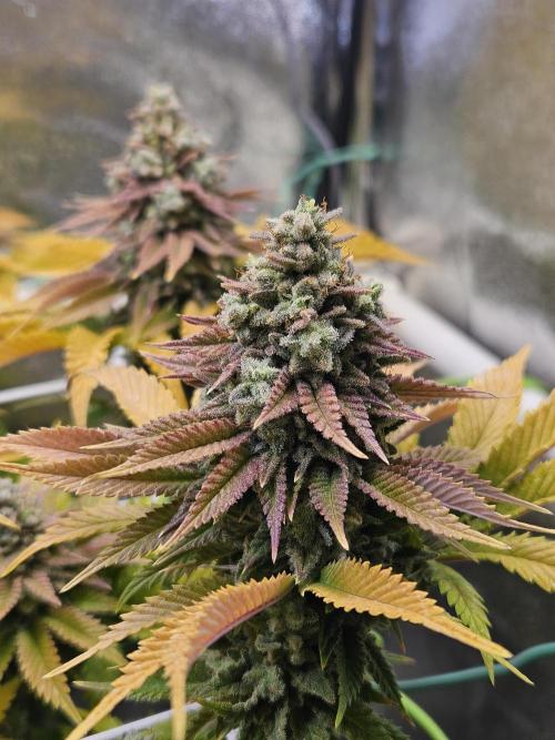 Velvet Kir Royal - HnnyHmp - Winter Grow. Week 16