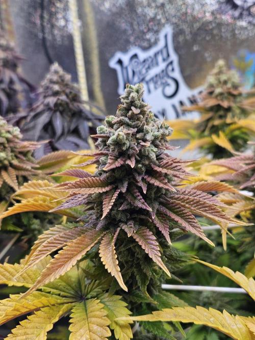 Velvet Kir Royal - HnnyHmp - Winter Grow. Week 16