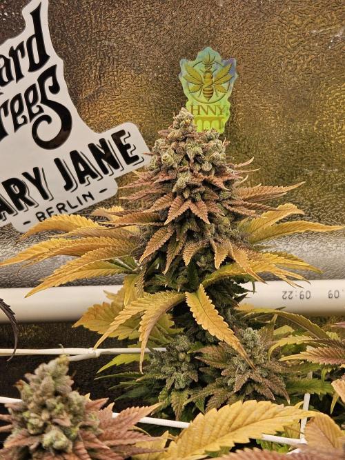 Velvet Kir Royal - HnnyHmp - Winter Grow. Week 16