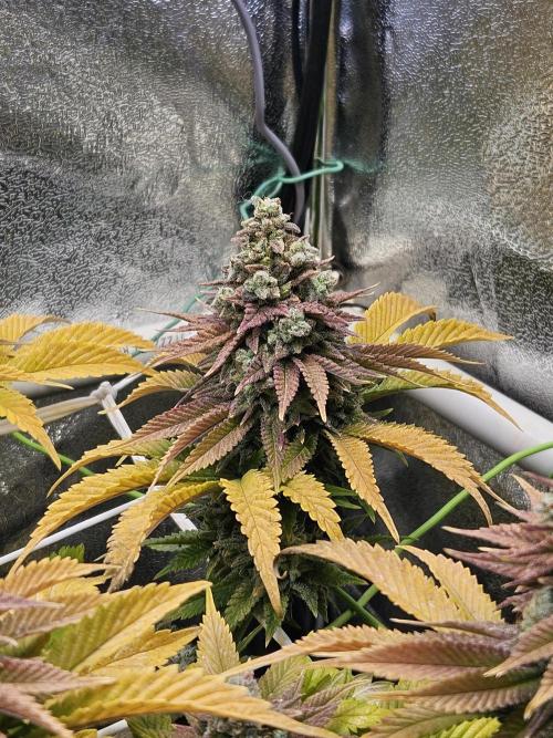 Velvet Kir Royal - HnnyHmp - Winter Grow. Week 16