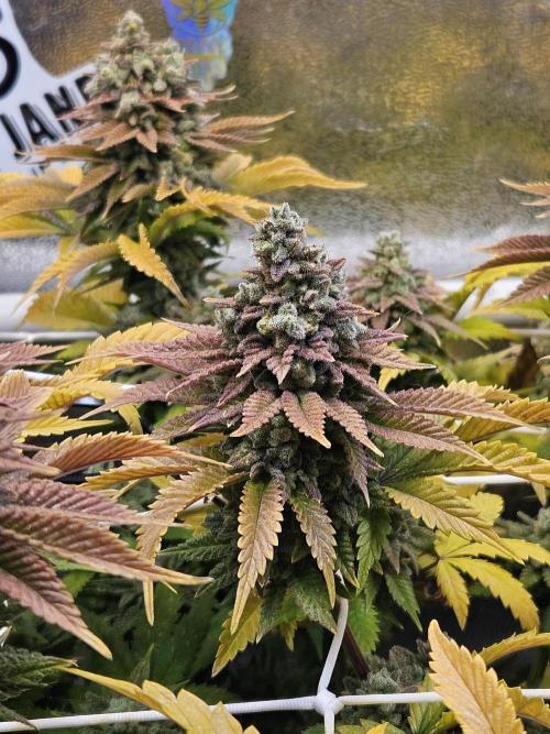 Velvet Kir Royal - HnnyHmp - Winter Grow. Week 16