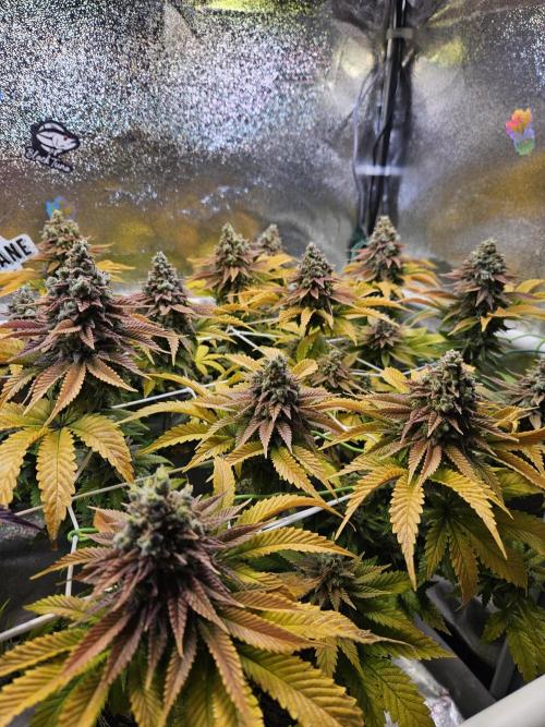 Velvet Kir Royal - HnnyHmp - Winter Grow. Week 16