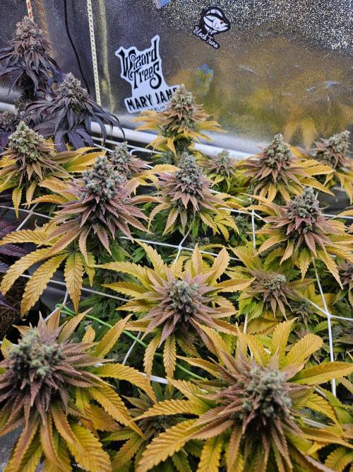 Velvet Kir Royal - HnnyHmp - Winter Grow. Week 16