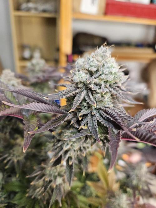 Velvet Kir Royal - HnnyHmp - Winter Grow. Week 16