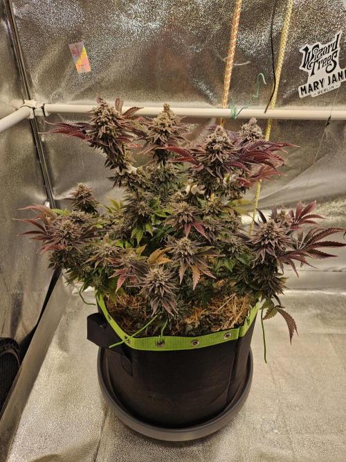 Velvet Kir Royal - HnnyHmp - Winter Grow. Week 16