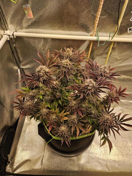 Velvet Kir Royal - HnnyHmp - Winter Grow. Week 16