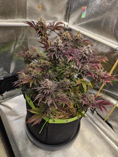 Velvet Kir Royal - HnnyHmp - Winter Grow. Week 16