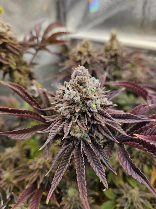 Velvet Kir Royal - HnnyHmp - Winter Grow. Week 16