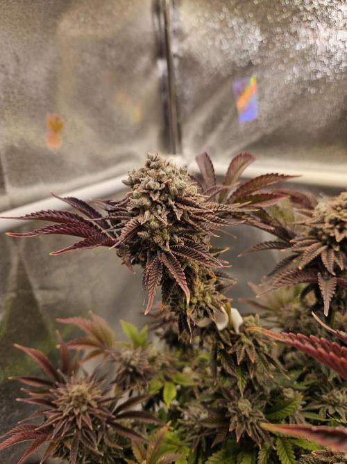 Velvet Kir Royal - HnnyHmp - Winter Grow. Week 16
