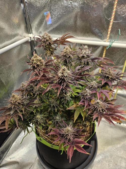 Velvet Kir Royal - HnnyHmp - Winter Grow. Week 16
