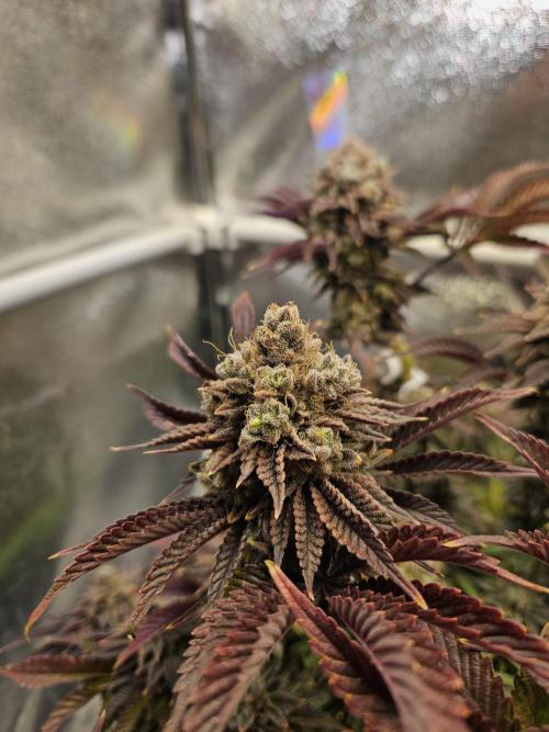 Velvet Kir Royal - HnnyHmp - Winter Grow. Week 16