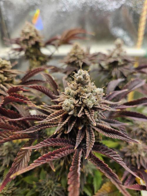 Velvet Kir Royal - HnnyHmp - Winter Grow. Week 16