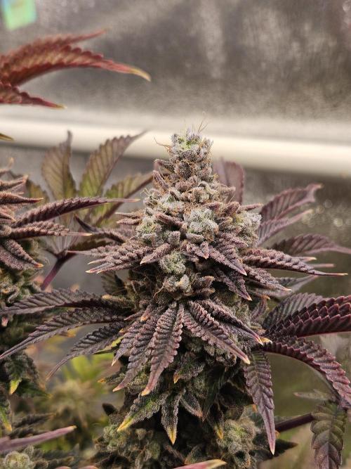 Velvet Kir Royal - HnnyHmp - Winter Grow. Week 16