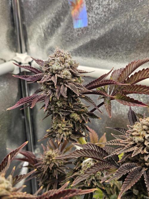 Velvet Kir Royal - HnnyHmp - Winter Grow. Week 16