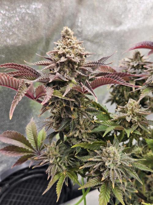 Velvet Kir Royal - HnnyHmp - Winter Grow. Week 16