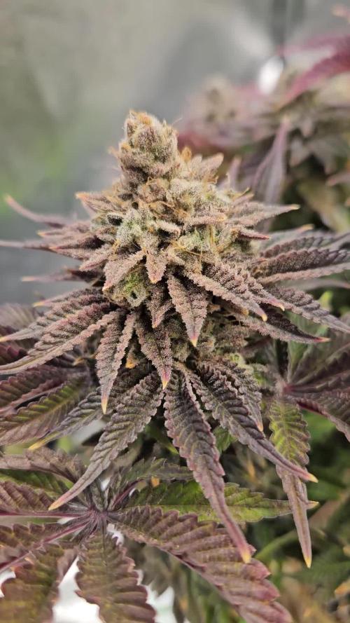 Velvet Kir Royal - HnnyHmp - Winter Grow