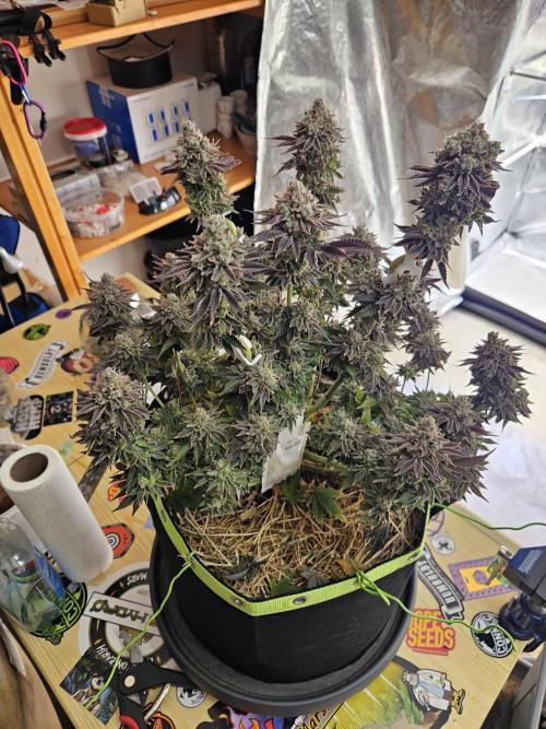 Velvet Kir Royal - HnnyHmp - Winter Grow. Week 16