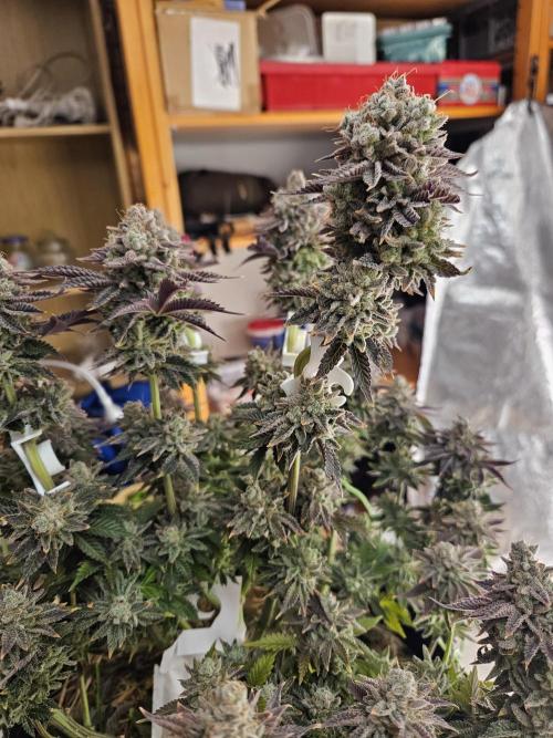 Velvet Kir Royal - HnnyHmp - Winter Grow. Week 16