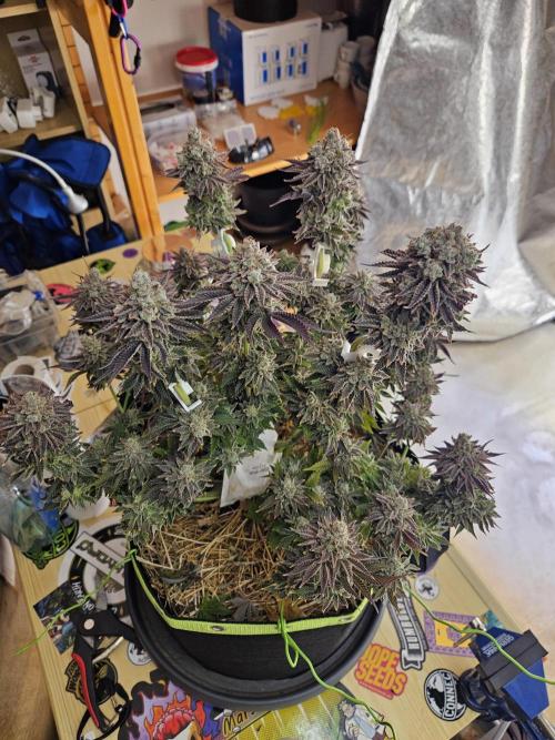 Velvet Kir Royal - HnnyHmp - Winter Grow. Week 16
