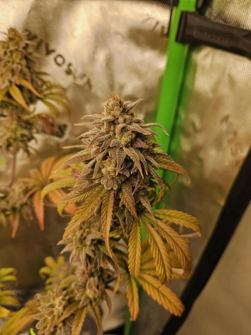 Hellfire OG - Kannabia - Winter Grow. Week 16