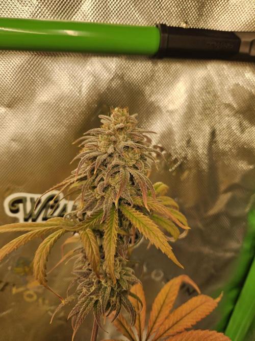 Hellfire OG - Kannabia - Winter Grow. Week 16