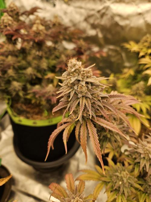 Hellfire OG - Kannabia - Winter Grow. Week 16