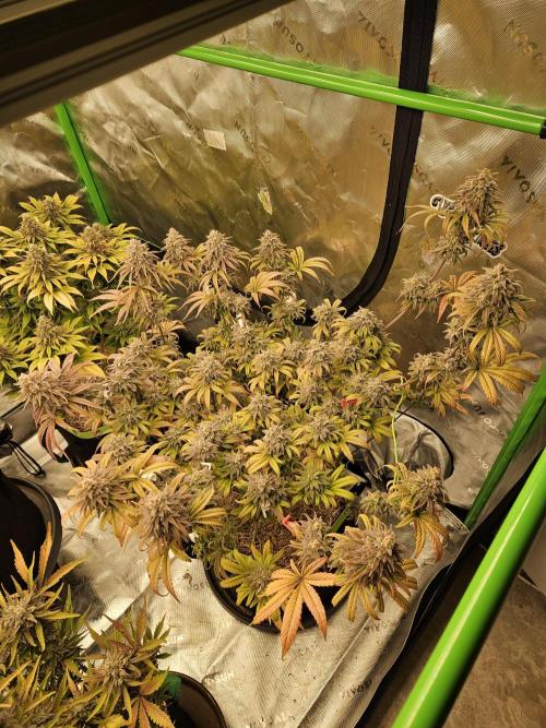 Hellfire OG - Kannabia - Winter Grow. Week 16