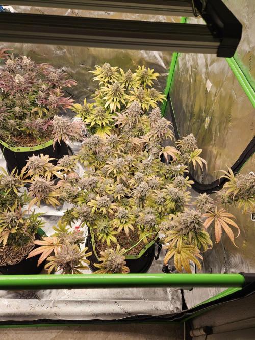 Hellfire OG - Kannabia - Winter Grow. Week 16