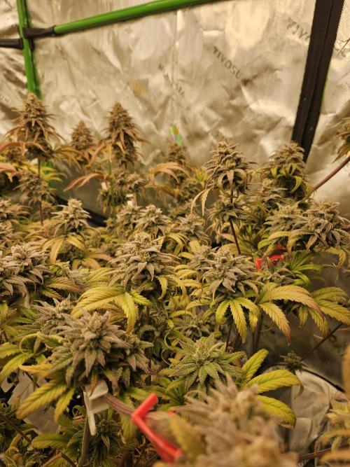 Hellfire OG - Kannabia - Winter Grow. Week 16