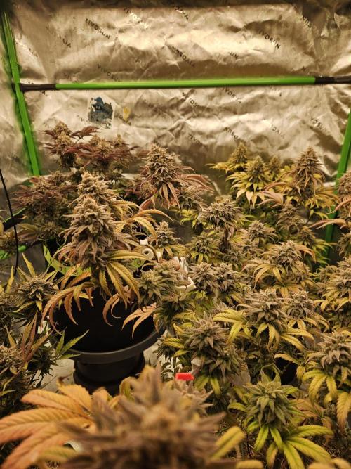 Hellfire OG - Kannabia - Winter Grow. Week 16