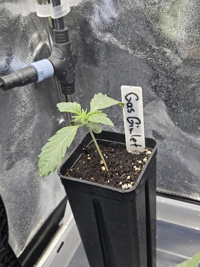 Gas Gimlet - Wizard Trees #3. Week 1