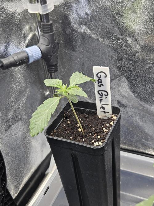 Gas Gimlet. Week 1