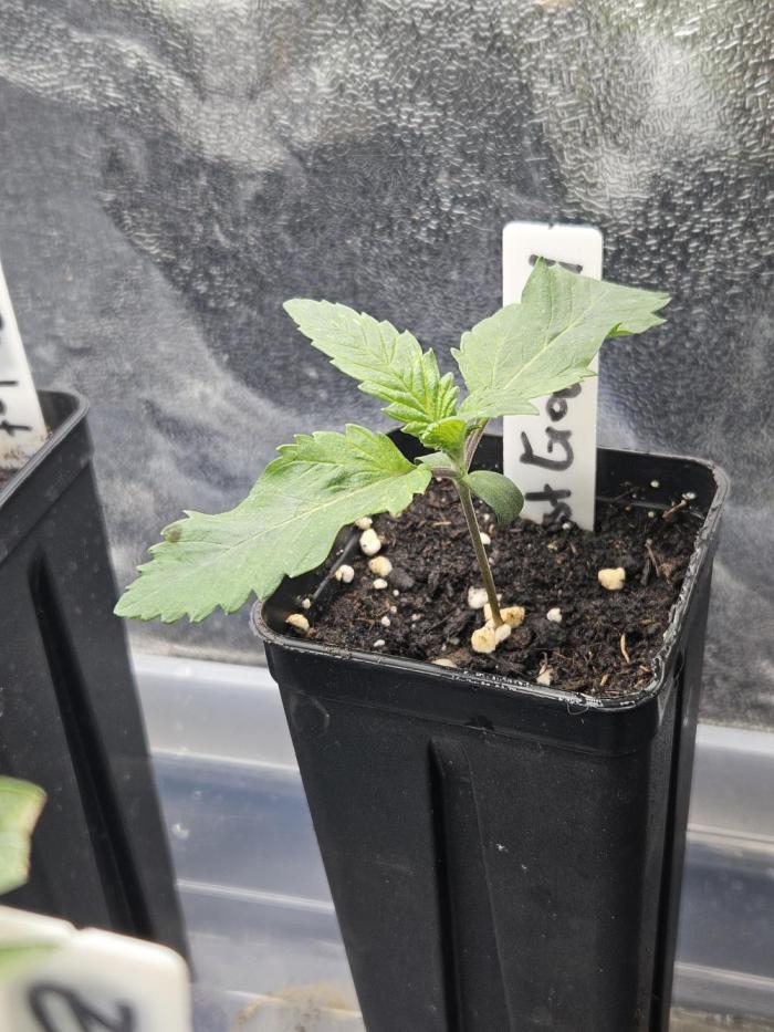 Geist Grow – Geist Grow OG S1. Week 1