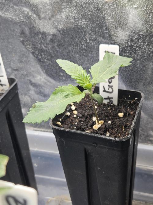 Geist Grow OG S1. Week 1