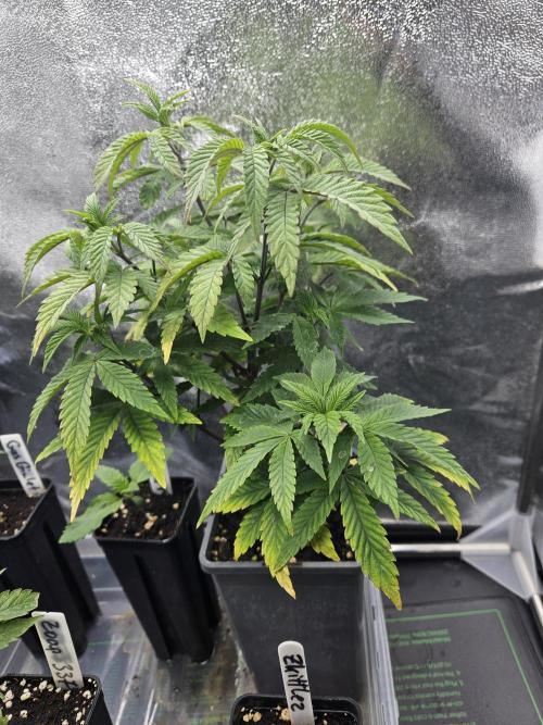 Slushberry Mintz - Outdoor vs Indoor. Week 6