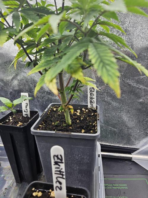 Slushberry Mintz - Outdoor vs Indoor. Week 6