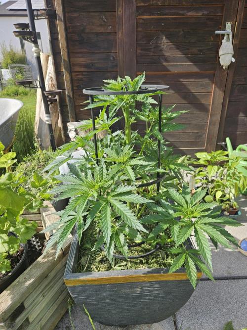 Slushberry Mintz - Outdoor vs Indoor. Week 7