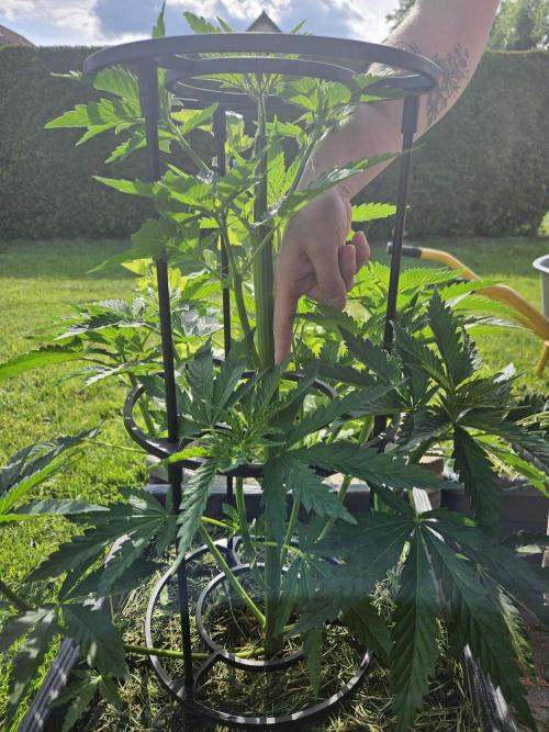 Slushberry Mintz - Outdoor vs Indoor. Week 7